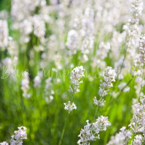 Elegance Ice lavender growing wild in a field.