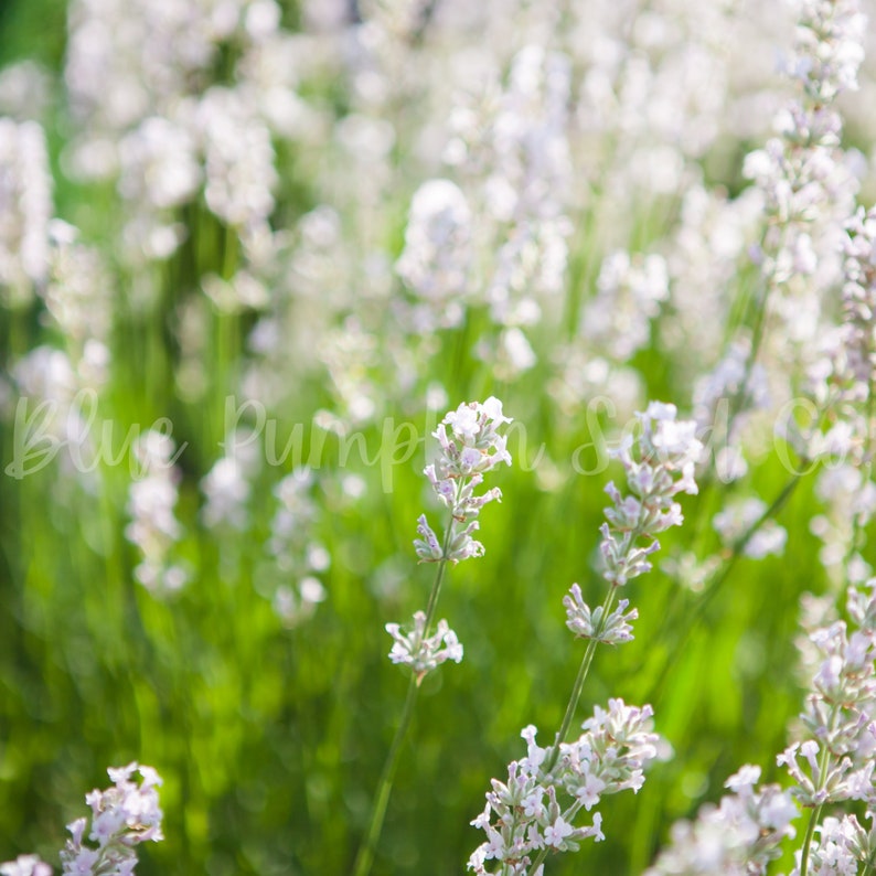 Elegance Ice lavender growing wild in a field.