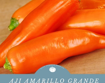 Peruvian Aji Amarillo Grande Chili Seeds (organic): aji amarillo, gold chili, Peruvian chili, Peru, gardening, seeds, chili