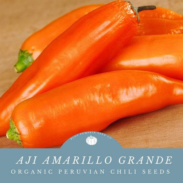 Peruvian Aji Amarillo Grande Chili Seeds (organic): aji amarillo, gold chili, Peruvian chili, Peru, gardening, seeds, chili