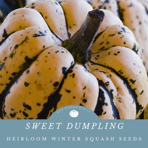 Sweet Dumpling Winter Squash Seeds (c.pepo/heirloom): Vegetable gourd, Sweet Dumpling squash seeds, Sweet dumpling seeds