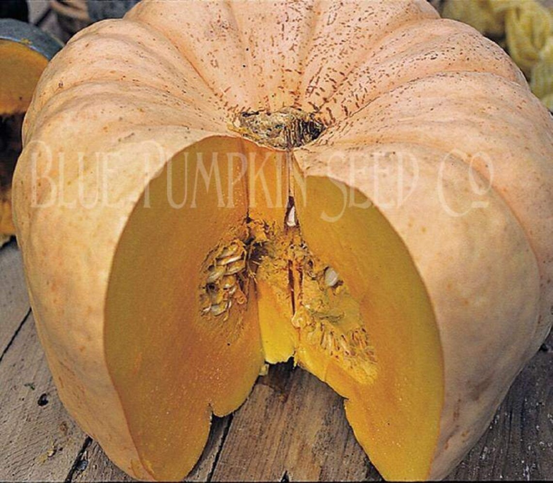 Australian Butter Pumpkin organic Australian butter squash Etsy