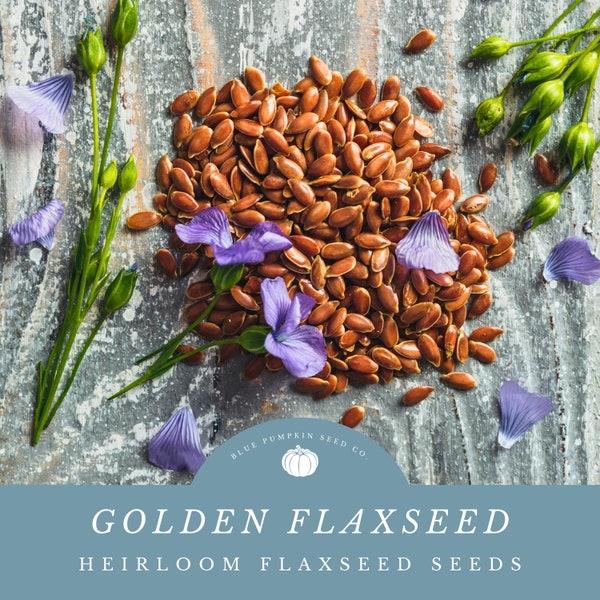 Golden Flaxseed: Linseed, Linum, Alasi, Aliviraaii, Echter Lein, Keten, Lin Textile, Flachssamen, common flax, usitatissimum,
