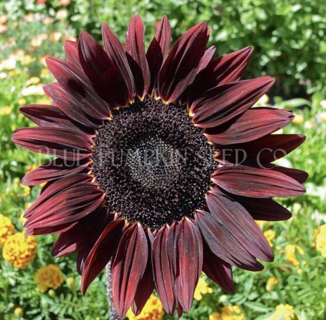 Chocolate Cherry Sunflower Seeds Stunning Black Center and Etsy