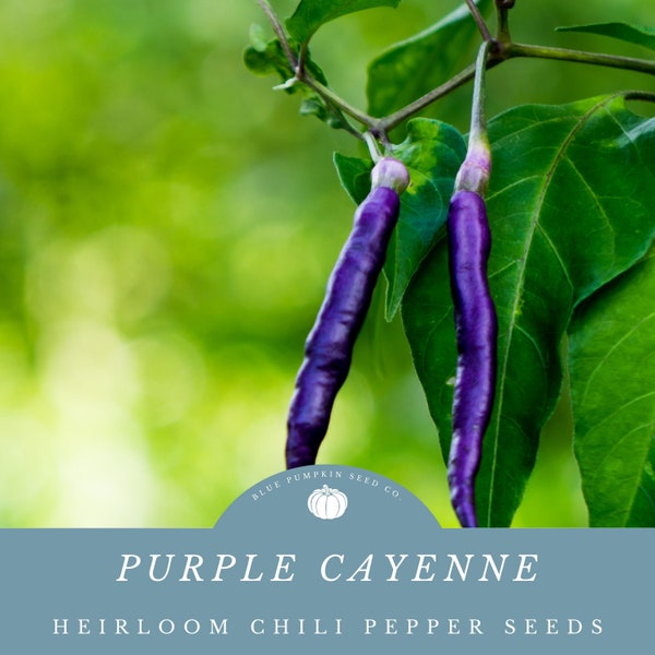 Purple Cayenne Pepper Seeds - Rare And Vibrant - Add a Pop of Color to Your Garden!