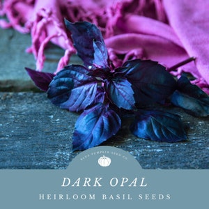 May include: Dark Opal heirloom basil seeds from Blue Pumpkin Seed Co. A close-up of a bunch of dark purple basil leaves on a rustic wooden surface.