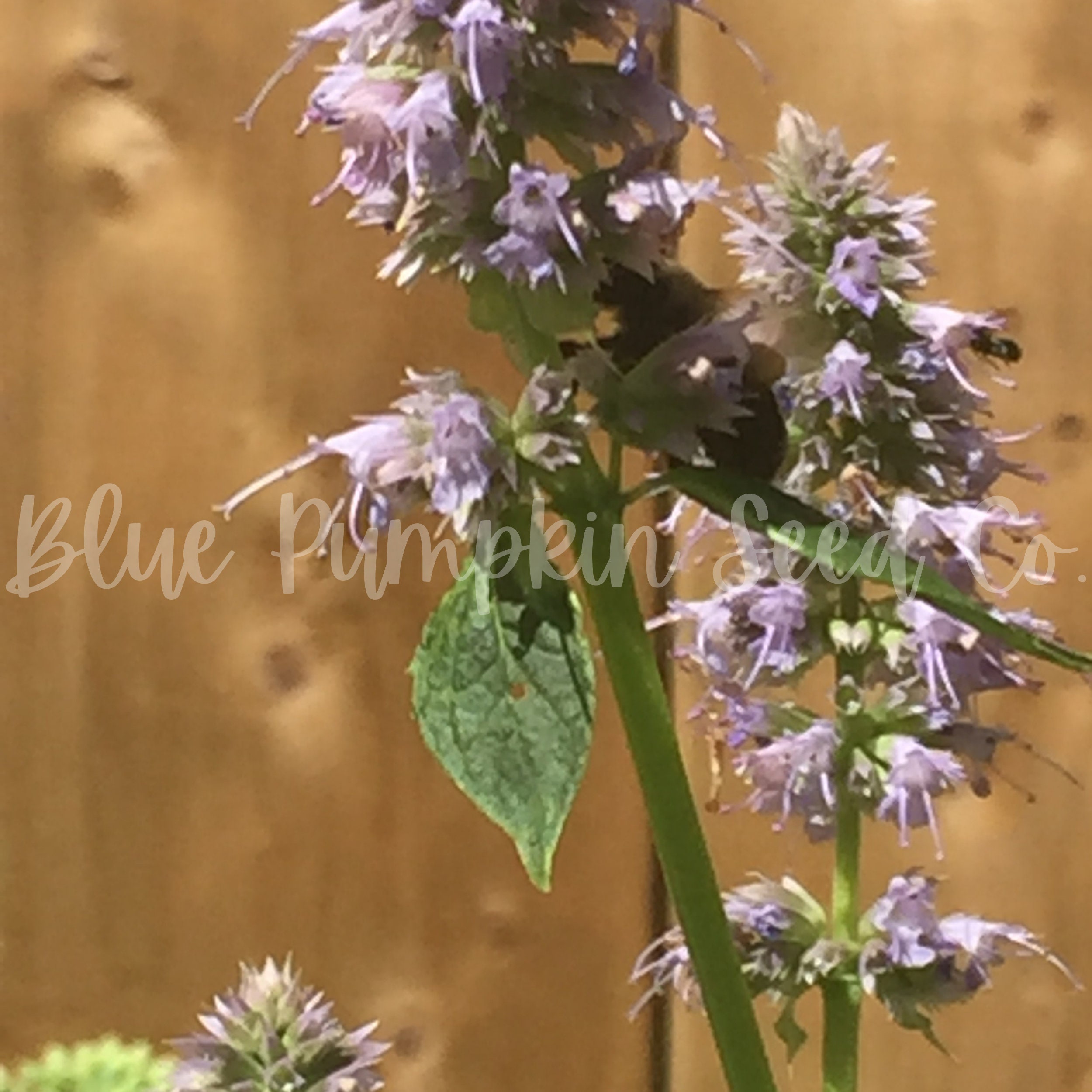 Licorice seed Licorice plant liquorice plant silver bush Etsy