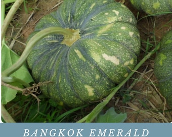 Calabaza tailandesa Bangkok Emerald: ¡Cultiva calabazas tailandesas dulces de maduración rápida!