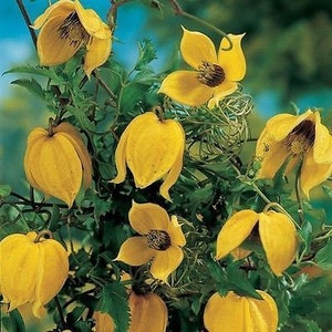 Several Golden Clematis blooms.