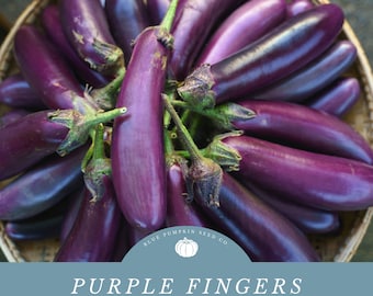 Purple Fingers Eggplant (heirloom, O/P): Mini eggplants, long eggplants, dwarf eggplants, finger type eggplant, open pollinated, heirloom