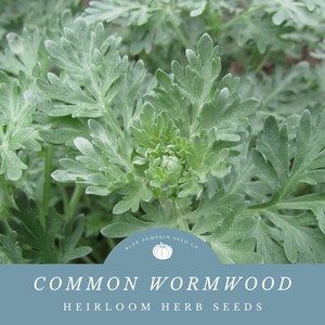 May include: Close-up of Common Wormwood plant with silvery-green, feathery leaves. The image features a cluster of young, tightly furled leaves at the center. The text "Common Wormwood" and "Heirloom Herb Seeds" is displayed on a blue background.