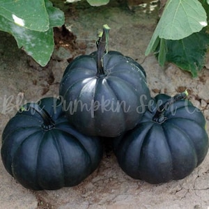 Midnight pumpkin (F1/c.pepo/semi-bush/PM) seeds: Black pumpkin seeds, hybrid pumpkin seeds, powdery mildew resistant