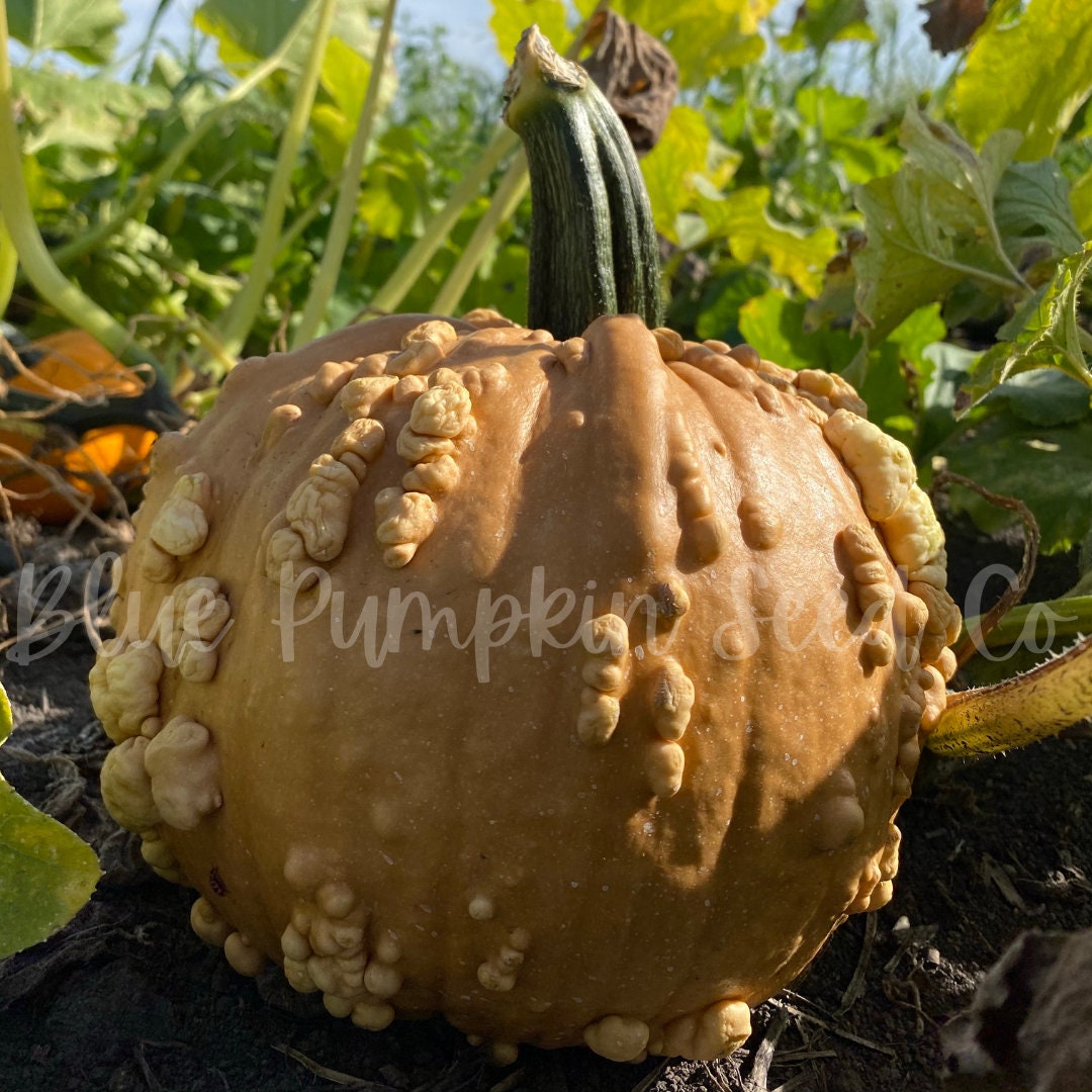 Grizzly Bear F1 Hybrid/c.spp. Seeds: Tan Pumpkin Buff - Etsy