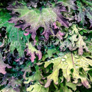 Several Red Russian Kale leaves.