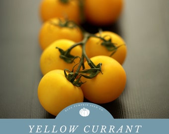 Puede incluir: Un racimo de tomates amarillos de herencia tipo "Yellow Currant" en una vid. Los tomates están dispuestos en una línea sobre una superficie gris oscuro. El texto "YELLOW CURRANT HEIRLOOM TOMATO SEEDS" se muestra debajo de los tomates.
