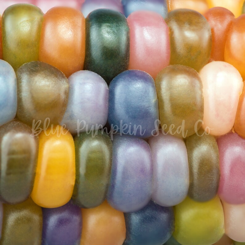 Glass Gem Corn Seeds organic Glass Corn Rainbow Corn Etsy