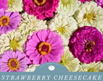 Strawberry Cheesecake Zinnia (annual / heirloom) seed blend: Pink, lavender, purple and white zinnia seed mix, annual seed mix