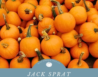 Jack Sprat pumpkin seeds:compact pumpkin, round pumpkin, orange pumpkin, Halloween, pumpkin seeds, pie pumpkin, Autumn seeds, Fall seeds