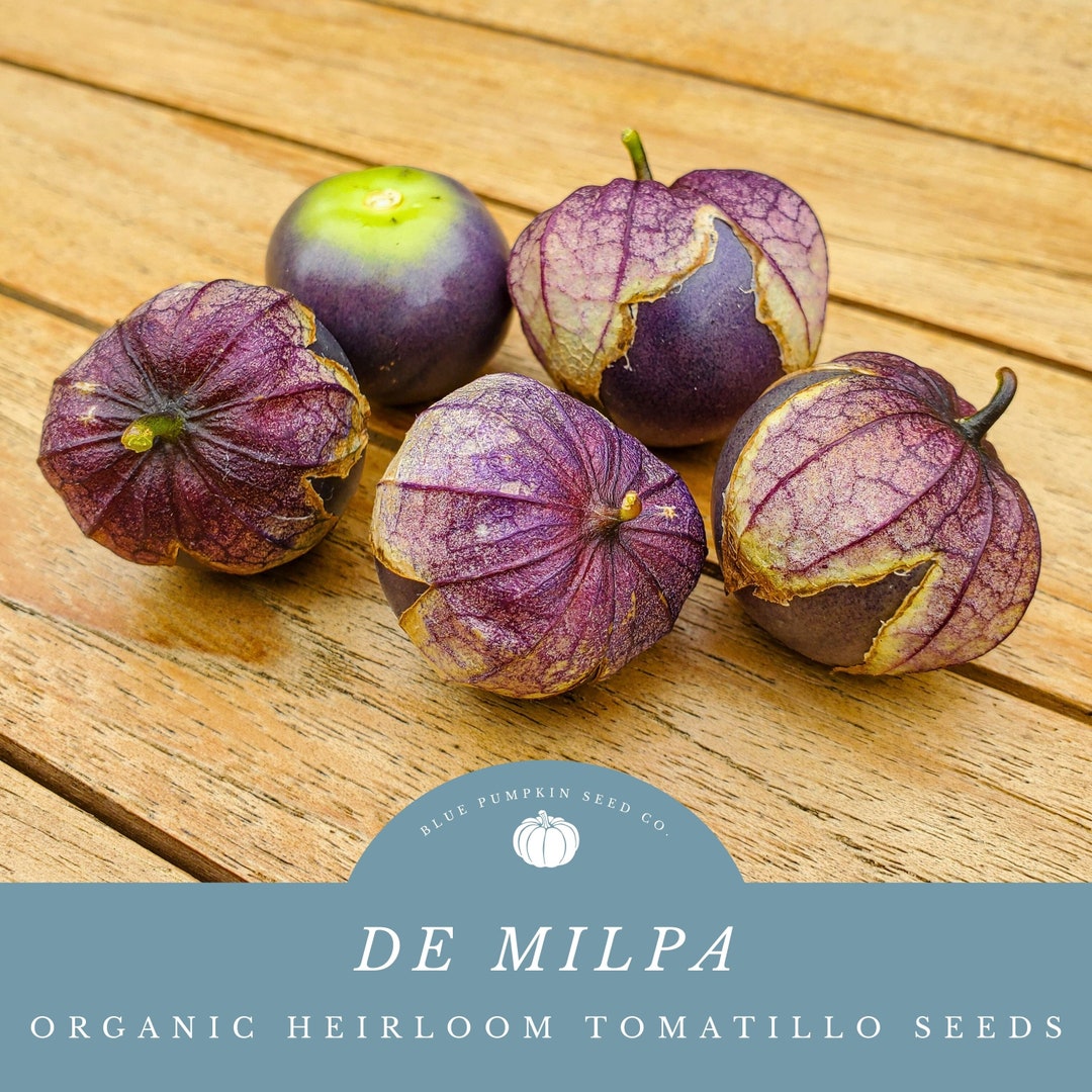De Milpa Organic Purple Tomatillo Seeds Perfect for Salsa, Soups, and