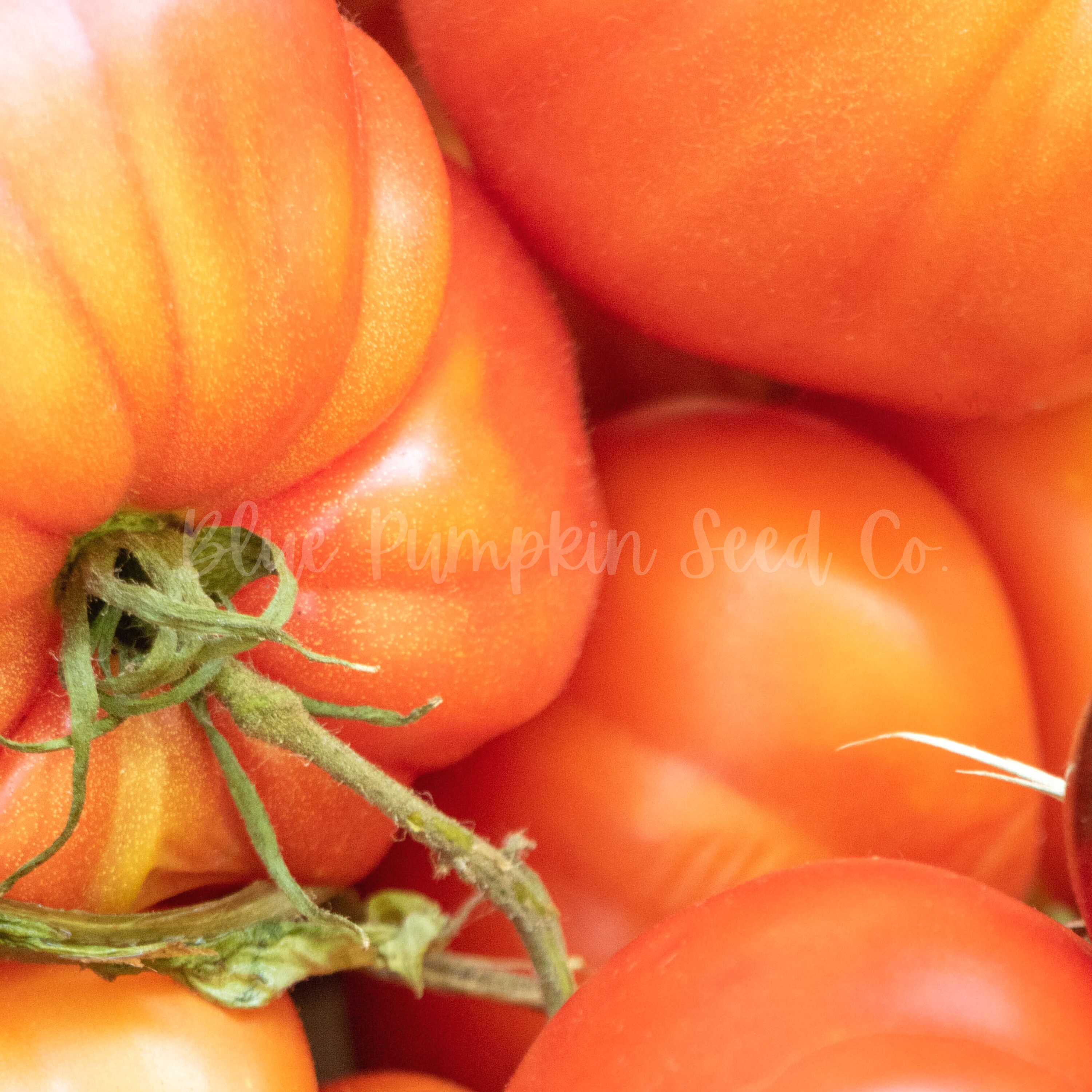 Pineapple Tomato heirloom/ Indeterminate Seeds Black Etsy