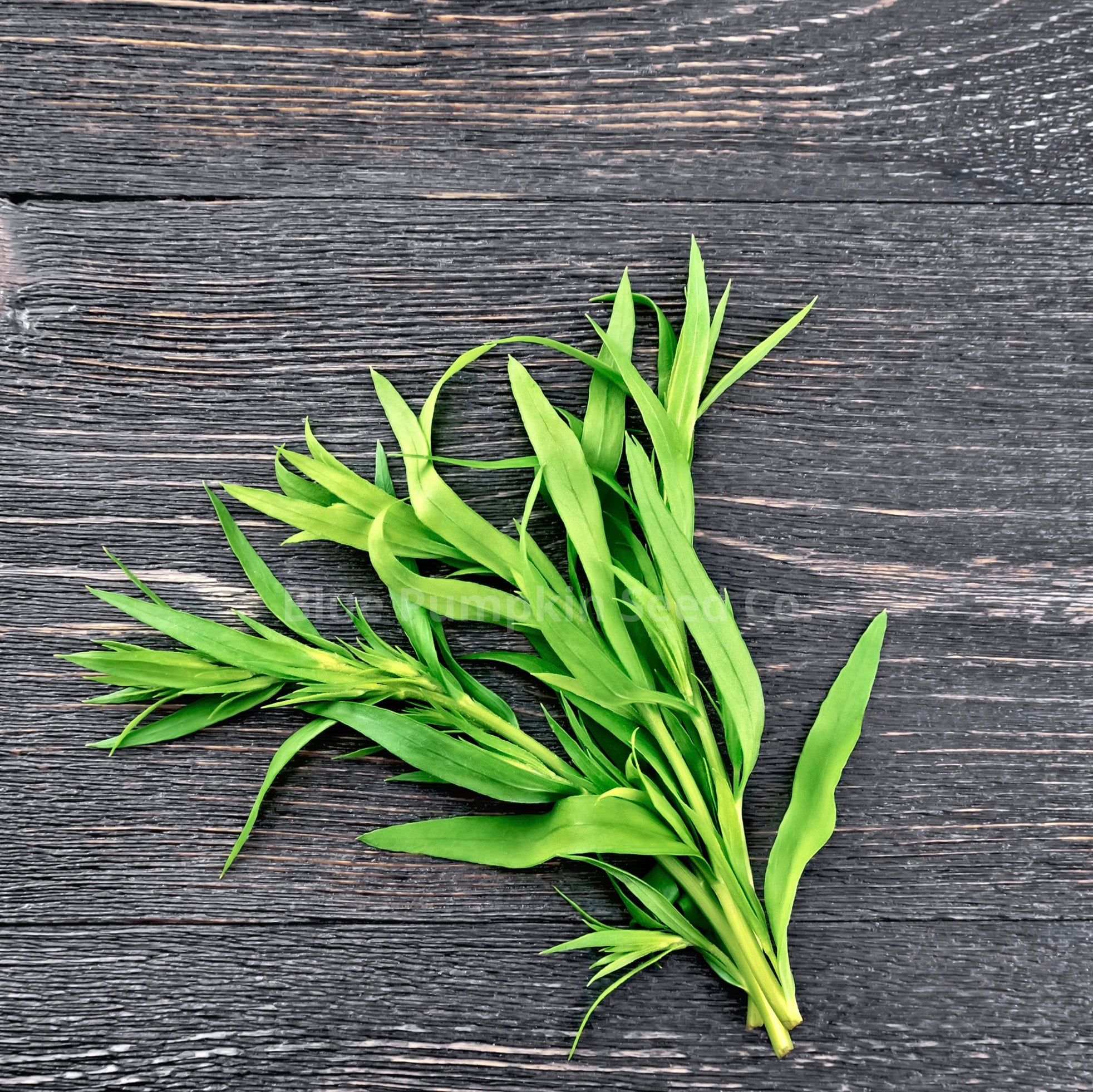 Tarragon Seeds Armoise Âcre Artemisia Glauca Dragonne Etsy