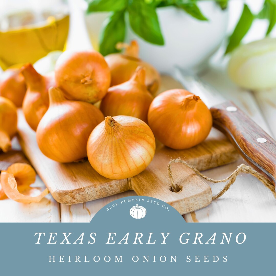 Texas Early Grano Onion heirloom / Song Day Seeds Grano Sweet Onion