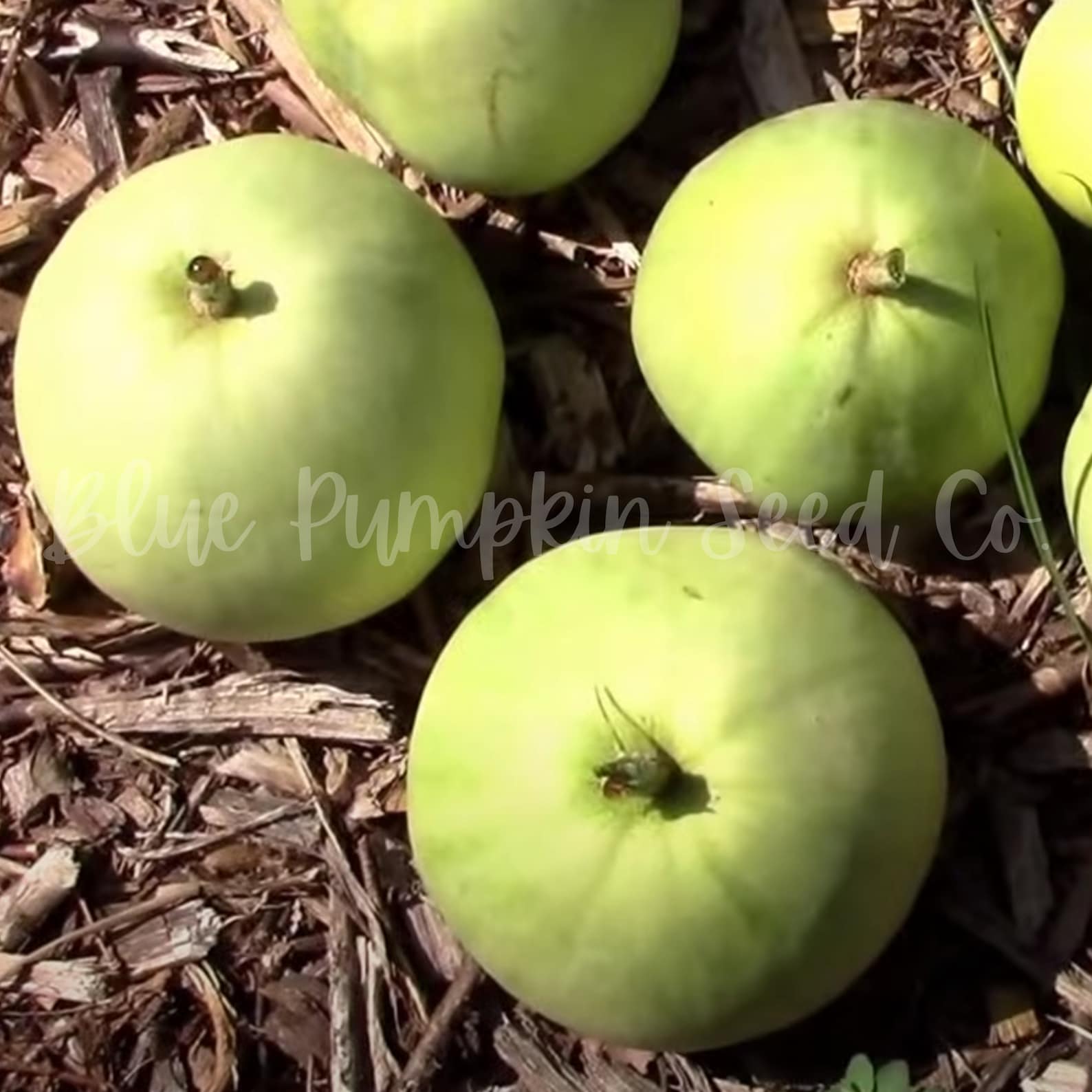 Sakata's Sweet Melon Seeds Japanese Heirloom Melon Asian Etsy