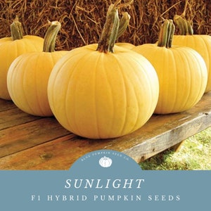 Sunlight pumpkin (F1/c.spp/PMR) seeds: Yellow pumpkin, sunshine pumpkin, powdery mildew resistant, Autumn, Fall, yellow, pumpkins seeds