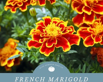 French Marigold Petite Seed Mix - Perfect for Companion Planting and Pest Control!