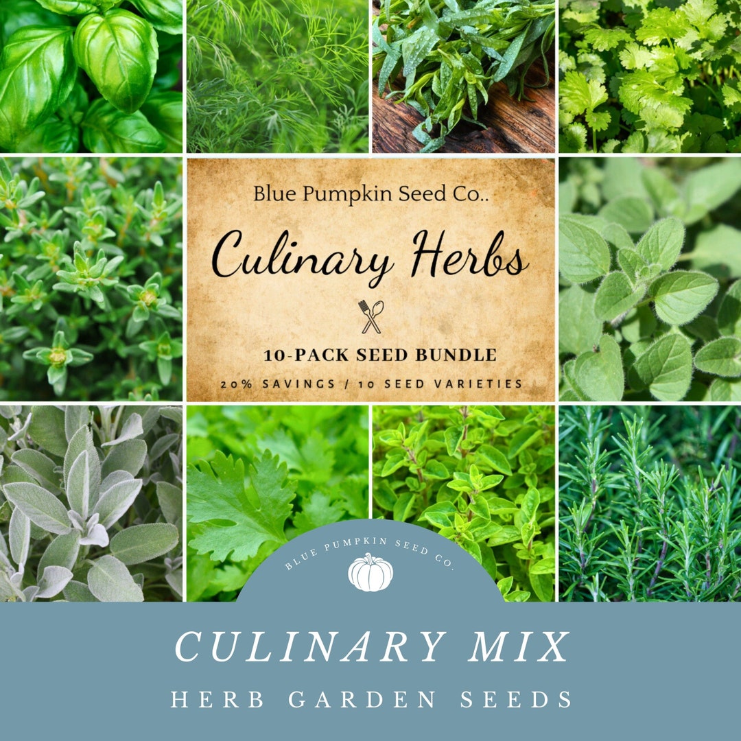 Culinary Herb Seed Bundle 10 Culinary Herbs for Cooking, Basil, Dill