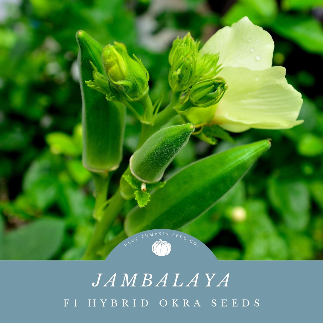 Jambalaya Okra F1 Hybrid Seeds Southern Okra, Hybrid Okra, Early