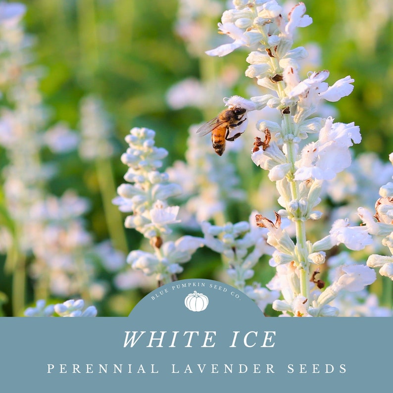 Elegance Ice lavender blooms with a bee collecting pollen.