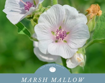 Marsh Mallow Plant: Make Your Own Homemade Marshmallows - Harvest The Roots As a Natural Sweetener!