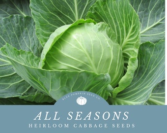 All Seasons cabbage heirloom seeds: Grow Your Own Heat-Resistant Cabbage, Perfect for Warm Climates!