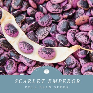 Scarlet Emperor Poll Bean seeds : scarlet runner bean, seven year bean, multiflora bean, Scarlet pole bean, Red Emporer bean