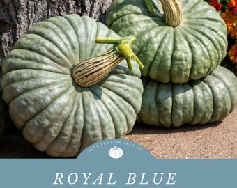 Royal Blue F1 Pumpkin Seeds: Grow Cadet Blue To Teal Stacker Pumpkins - Disease Resistant!