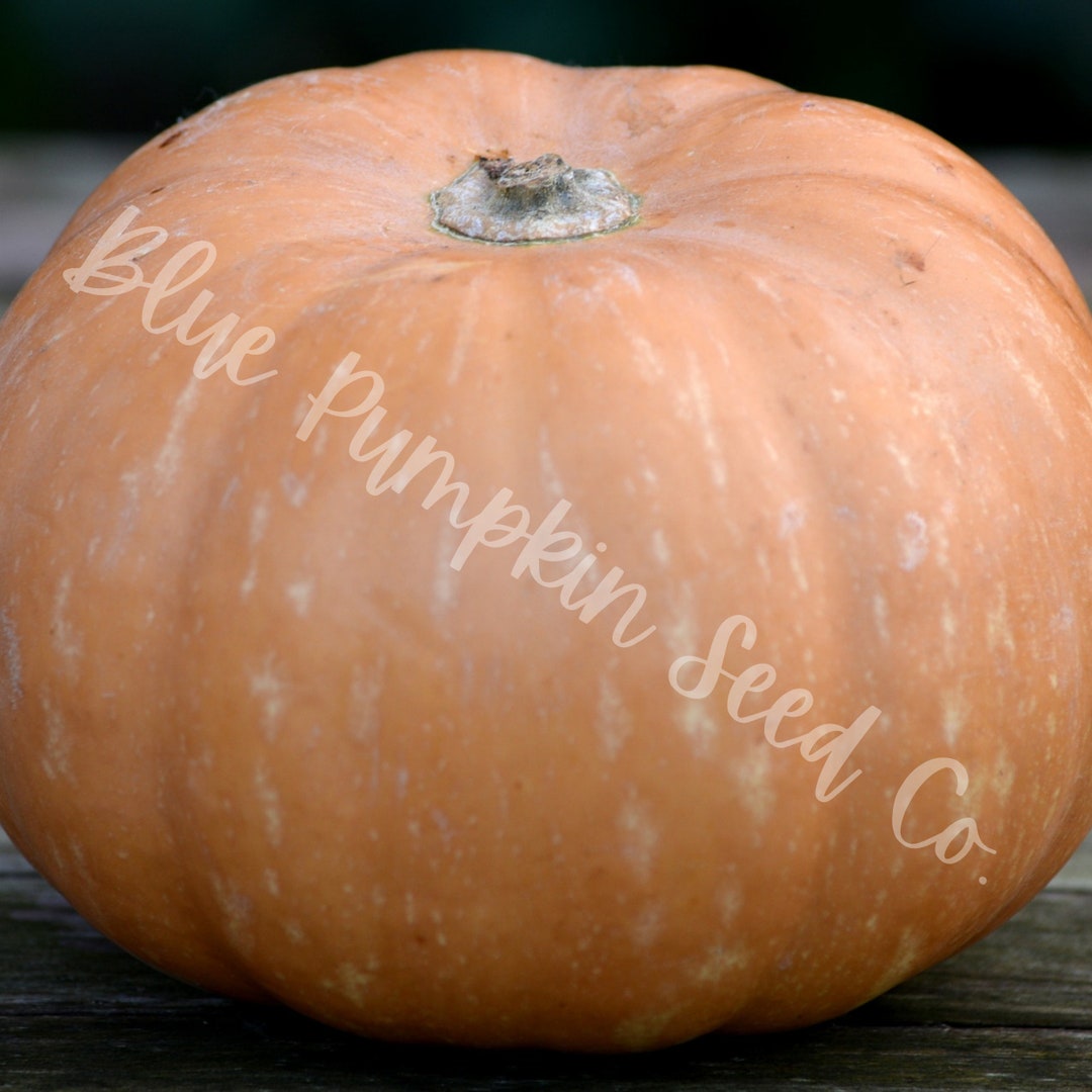 Seminole Pumpkin heirloom/c.moschata Seeds Tropical Etsy