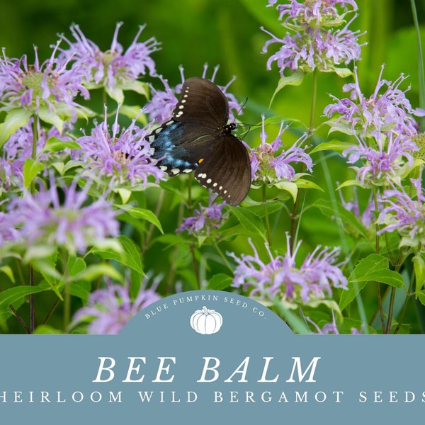 Bee Balm / Wild Bergamot Seeds - Attract Butterflies, Bees, and Hummingbirds - Drought Tolerant