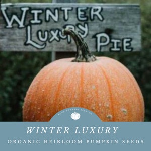 May include: A large orange pumpkin with a sign that reads "Winter Luxury Pie". The pumpkin is from Blue Pumpkin Seed Co. and is labeled "Winter Luxury Organic Heirloom Pumpkin Seeds".