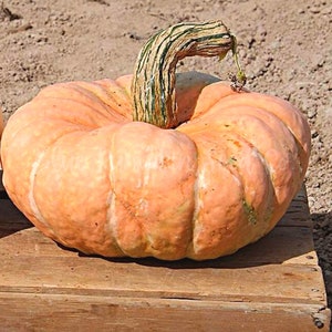 Puede incluir: Una calabaza grande de color naranja con un tallo verde y marr&oacute;n. La calabaza tiene una superficie abultada y texturizada.