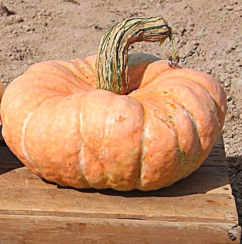 Puede incluir: Una calabaza grande de color naranja con un tallo verde y marr&oacute;n. La calabaza tiene una superficie abultada y texturizada.