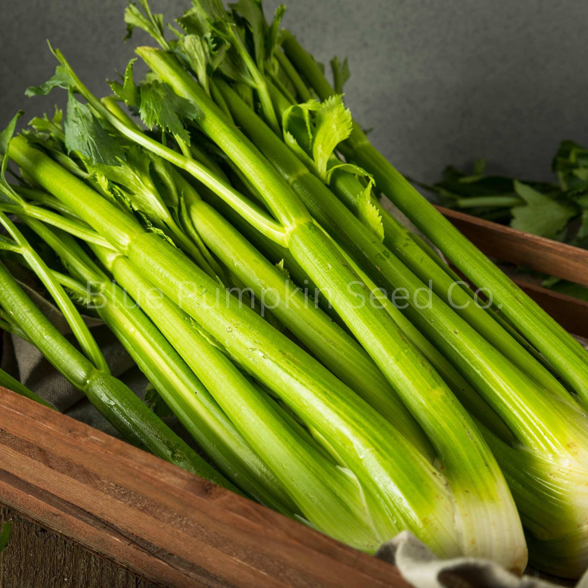 Tango Organic Celery heirloom Seeds Stalk Celery Celeriac