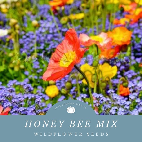 Honey Bee Seed Blend: Seed mix, pollinator mix, honey bee attractor, honey bee flowers, wildflower mix, annual seed mix, honey bee flowers