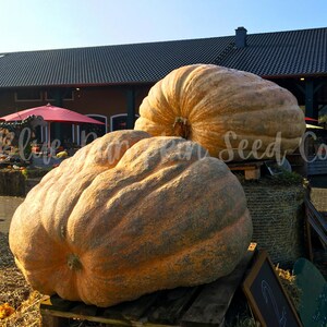 Two Atlantic Giant pumpkins at a pumpkin show.