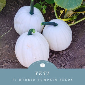 Peut inclure: Trois citrouilles blanches avec des tiges vertes, posées sur un sol brun. Les citrouilles sont étiquetées "YETI F1 HYBRID PUMPKIN SEEDS" et "BLUE PUMPKIN SEED CO."