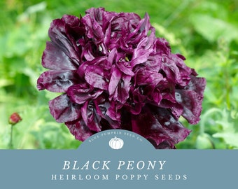 Black Peony Poppy Seeds - Grow Deep Burgundy Poppy Flowers That Look Like Peonies!