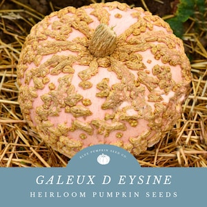 May include: A pale pink heirloom pumpkin with a unique, intricate pattern of brown ridges. The pumpkin is called "Galeux d'Eysine" and is a heirloom pumpkin seed variety.