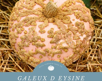 Galeux D Eysine pumpkin (heirloom/ c.maxima) seeds: Peanut pumpkin, galaxy pumpkin, Incan cream-puff, Sugar Marrow, Courge Brodee Galeuse