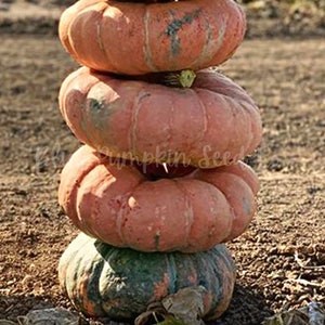 Puede incluir: Una pila de cuatro calabazas, las tres superiores de color naranja p&aacute;lido y la inferior de color verde oscuro con marcas naranja y blancas.