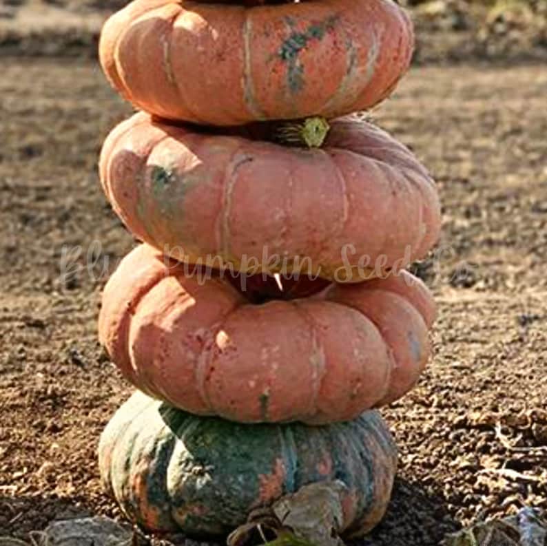 Puede incluir: Una pila de cuatro calabazas, las tres superiores de color naranja p&aacute;lido y la inferior de color verde oscuro con marcas naranja y blancas.